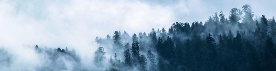 Dark forest
